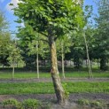 Platanus hispanica - 2