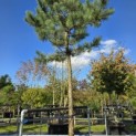 Pinus nigra 'Nigra' - Foto 2