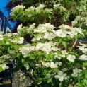 Cornus kousa 'Venus' - Afbeelding 3