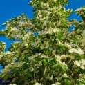 Cornus kousa 'Venus' - Afbeelding 4