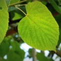 #883 Tilia x europaea 'Pallida' Alte holländische Linde