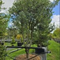 Osmanthus Heterophyllus - 1