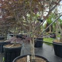Acer palmatum 'Red Emperor' - 5