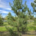 Pinus nigra subsp. Nigra - 2