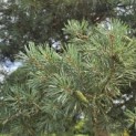 pinus sylvestris 'Glauca' - 6