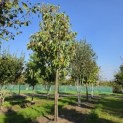 Magnolia acuminata - Foto 3