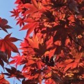 Acer palmatum 'Bloodgood' - 3