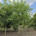Juglans Nigra - 1
