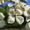 Cornus nuttallii - 6