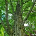 Cercidiphyllum japonicum - Afbeelding 6