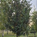 Prunus laur. Caucasica - 5