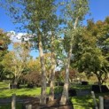 Quercus Suber - 4