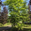 Carpinus betulus - 1