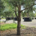 Pinus sylvestris - 1