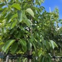 Diospyros virginiana - Foto 3