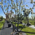 Malus domestica 'Jonagold' - 2