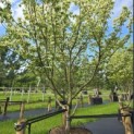 Cornus kousa 'Milky Way' - 4