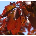 Klimboom met rood blad in het voorjaar