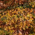 Fagus sylvatica 'Atropunicea' - 3