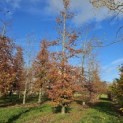 Fagus sylvatica 'Atropunicea' - 1
