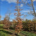 Fagus sylvatica 'Atropunicea' - 5