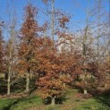 Fagus sylvatica 'Atropunicea' - 2