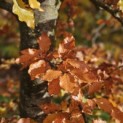 Fagus sylvatica 'Atropunicea' - 4