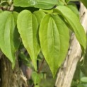 Heptacodium miconioides - Foto 2