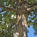 Quercus Ithaburensis 'Hemelrijk Silver. - 7