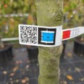 Malus floribunda - 1