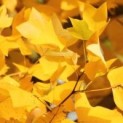 Liriodendron tulipifera