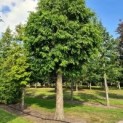  Metasequoia glyptostroboides 