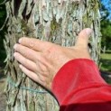  Metasequoia glyptostroboides 