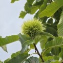 Castanea sativa 'Lyon' - Foto 5