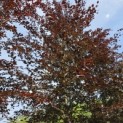 Fagus sylvatica 'Atropunicea' - Foto 1