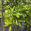 Quercus ilex - 4