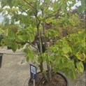 Davidia involucrata - 2