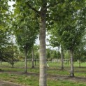 Platanus x hispanica - 2
