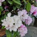 Rhododendron Yakushimanum 'Silberwolke' - Foto 6