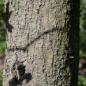 Olea europaea - 3