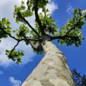 Platanus x hispanica - Foto 1