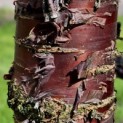Prunus serrula - 2