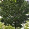 Gleditsia triacanthos ‘Elegantissima’ - 2
