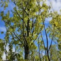 Quercus robur 'Fastigiata' - 4