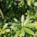 Rhododendron Roseum Elegans - 1