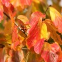 Parrotia persica - 2