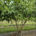 Heptacodium miconioides - 3