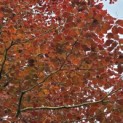 Fagus sylvatica 'Atropunicea' - Foto 6