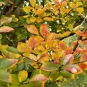 Lagerstroemia indica 'Rosea' - 3