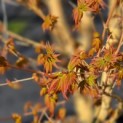 Acer palmatum 'Bi-hoo' - 1